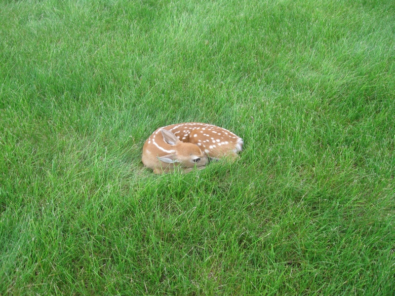 Bambi in front yard