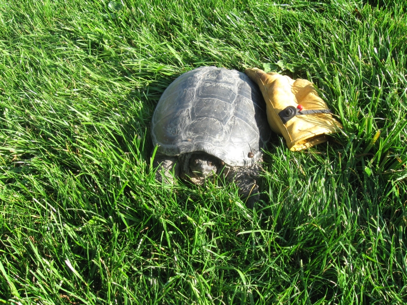 Turtle in from yard